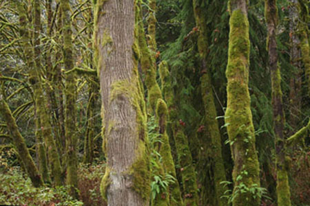 Moss-covered Trees in Oregon
