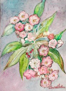Mountain Laurel with Pink Background