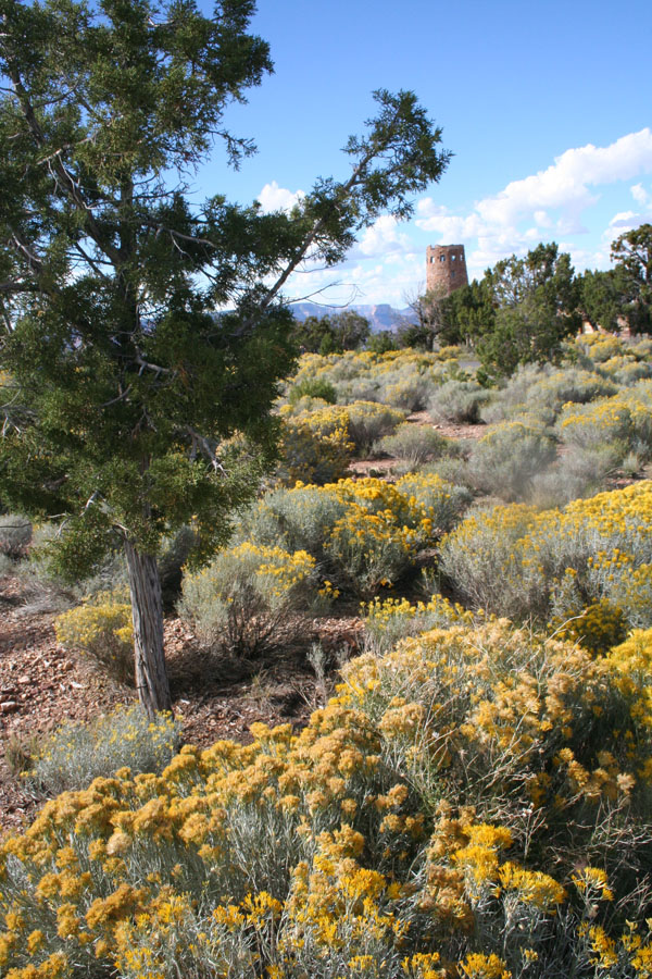 Desert View Blooms