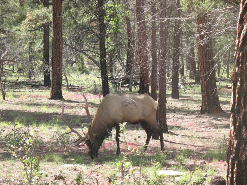 Grand Canyon elk
