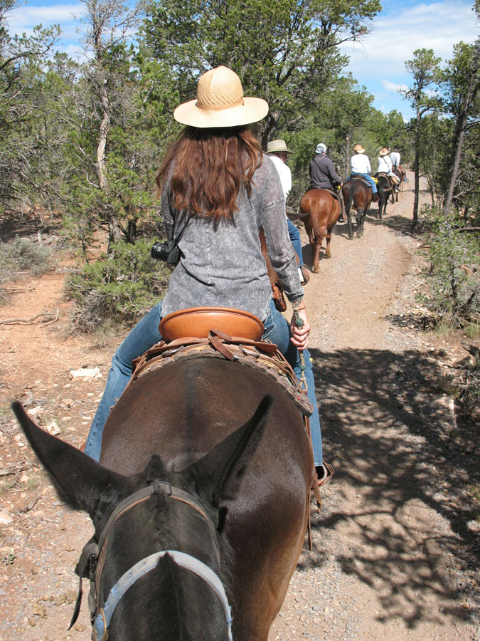 Mule Train